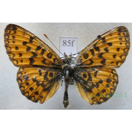 Boloria selene (Denis & Schiffermüller, 1775) Dostojka selene Bulgaria85f